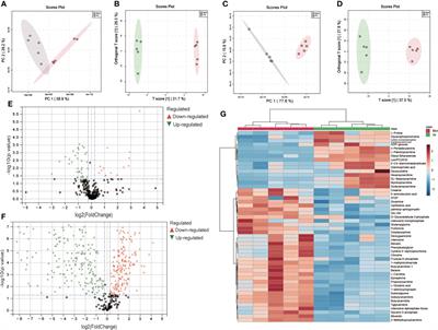 Atlas of metabolism reveals palmitic acid results in mitochondrial dysfunction and cell apoptosis by inhibiting fatty acid β-oxidation in Sertoli cells